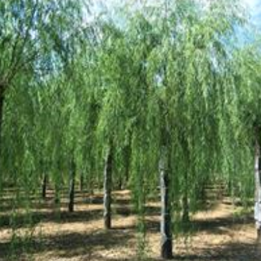 垂柳報(bào)價(jià)-垂柳-柳樹價(jià)格表