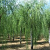 垂柳報價-垂柳-柳樹價格表