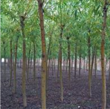 金絲垂柳產(chǎn)地-河北苗圃價(jià)格