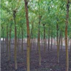 金絲垂柳產地-河北苗圃價格