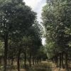 【基地苗圃】香樟樹苗批發工程綠化園林常綠喬木全冠香樟 行道樹