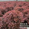 基地直銷精品紅葉石楠球 紅葉石楠冠幅150 各種規(guī)格