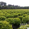 基地批發(fā)金葉女貞球 成活率高 精品球 球形好 公園樓盤綠化