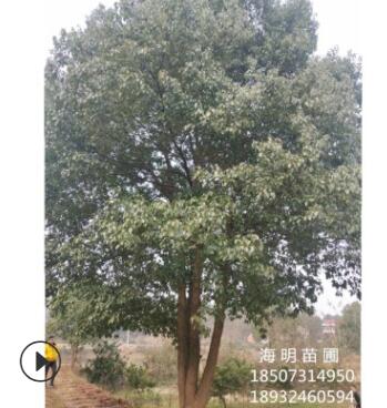批發(fā)多桿香樟 叢生香樟 成活率高 單桿12 4桿以上 公園樓盤(pán)綠化