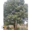 批發多桿香樟 叢生香樟 成活率高 單桿12 4桿以上 公園樓盤綠化