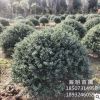 基地批發(fā)龜甲冬青球 成活率高 精品球 球形好 公園樓盤(pán)綠化