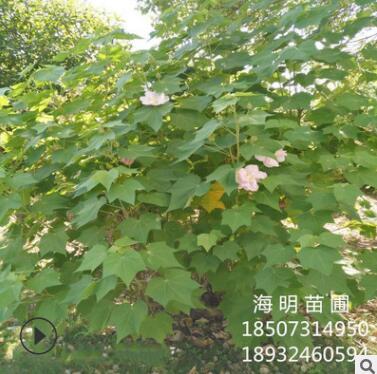 批發(fā)木芙蓉 冠幅150 基地直銷(xiāo) 量大 庭院別墅綠化 叢生木芙蓉