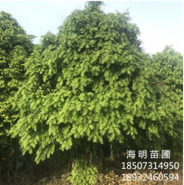 基地直銷(xiāo)批發(fā) 山茶花球 大紅重瓣 七星茶花球 山茶花 茶梅球