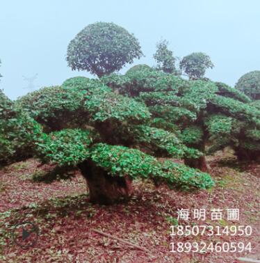 直銷(xiāo)造型欏木石楠樁景 物優(yōu)價(jià)廉 精品樹(shù)形 別墅庭院綠化