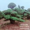 直銷(xiāo)造型欏木石楠樁景 物優(yōu)價(jià)廉 精品樹(shù)形 別墅庭院綠化