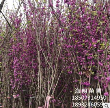 基地直銷(xiāo) 紅花紫荊 叢生紫荊 花灌木 價(jià)廉物優(yōu)