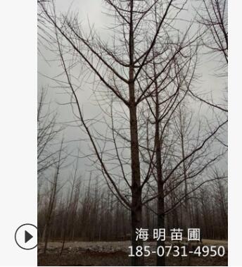 基地直銷(xiāo) 銀杏樹(shù) 銀杏 白果樹(shù) 行道樹(shù) 直生銀杏 樹(shù)形舒展 桿徑直