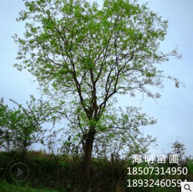 苗圃直銷(xiāo)樸樹(shù) 全冠樸樹(shù) 價(jià)格合理 品質(zhì)優(yōu)良 樸樹(shù)批發(fā)