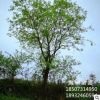 苗圃直銷(xiāo)樸樹(shù) 全冠樸樹(shù) 價(jià)格合理 品質(zhì)優(yōu)良 樸樹(shù)批發(fā)