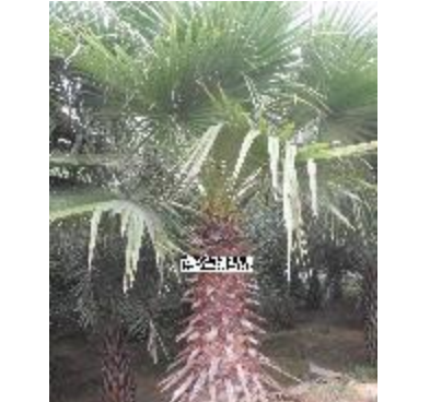 漳州老人葵 華棕｜福建藍花楹，風鈴木，福建秋風