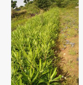 苗木基地直銷/批發(fā) 夾竹桃袋苗 工程小苗 綠化小苗