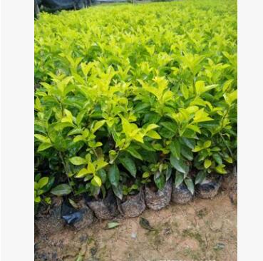 苗木基地直銷/批發(fā) 黃金梅、黃金葉袋苗 工程小苗 綠化小苗