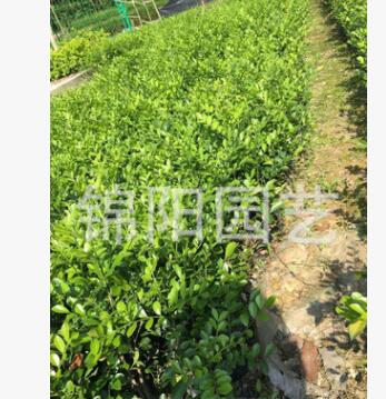 苗木基地直銷/批發(fā) 七里香袋苗 工程小苗 綠化小苗