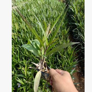 苗木基地直銷/批發(fā) 紫花盧麗袋苗 工程小苗 綠化小苗