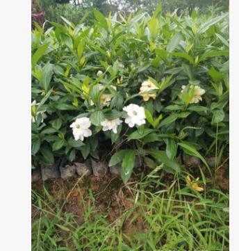 苗木基地直銷/批發(fā) 小葉梔子花袋苗 工程小苗 綠化小苗