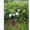 苗木基地直銷/批發(fā) 小葉梔子花袋苗 工程小苗 綠化小苗