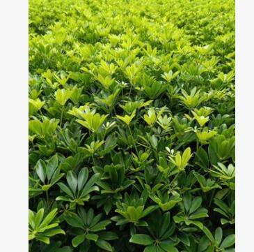 苗木基地直銷/批發(fā) 鴨腳木、苗、鵝掌柴、袋苗 工程、綠化小苗