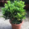 米蘭花盆栽苗植物室內(nèi)香味四季開花綠植香花盆景客廳臥室?guī)Щòl(fā)貨