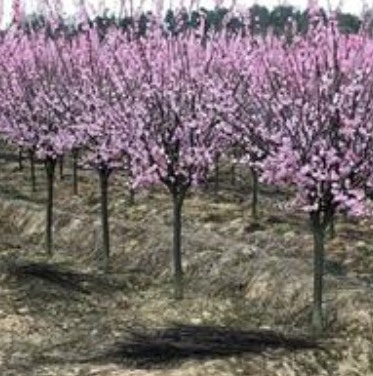 浙江湖州美人梅大量低價供應,美人梅銷售