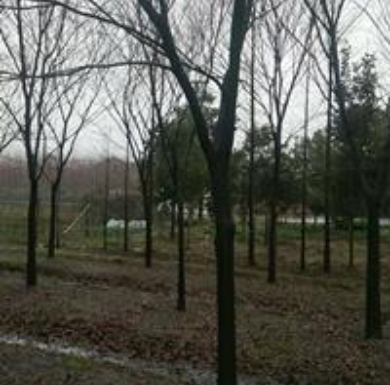 浙江湖州精品櫸樹規格齊全,櫸樹價格優惠