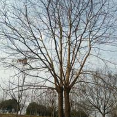 浙江湖州烏桕價格優惠,烏桕規格齊全