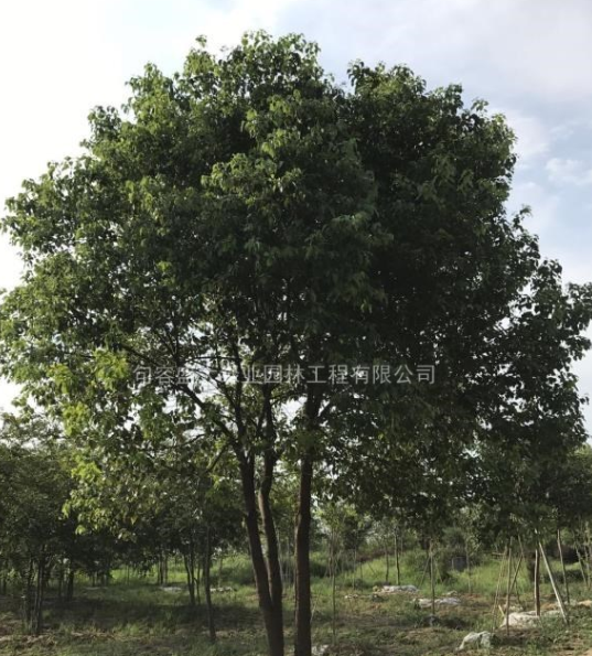 叢生香樟江蘇櫸樹基地 櫸樹產地