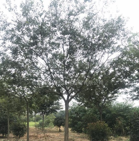 樸樹 江蘇樸樹 樸樹基地