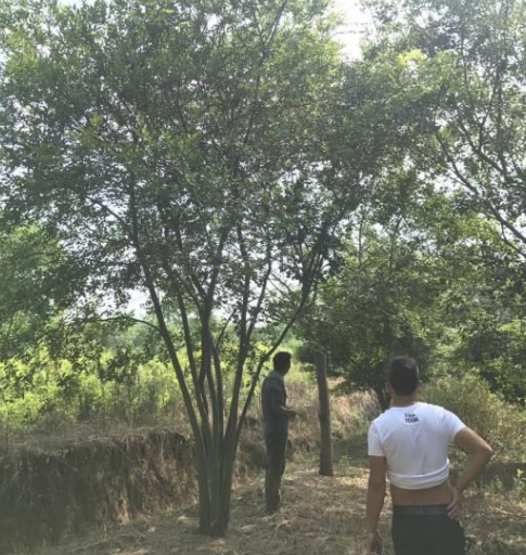 叢生樸樹 江蘇叢生樸樹 叢生樸樹基地