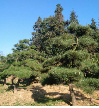 基地直銷園林點綴造型五針松 優質綠化苗木 庭院盆栽五針松