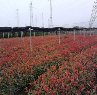 【基地批發】紅葉石楠園林樹木常綠灌木株庭院綠化規格齊全