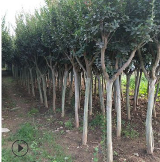 【基地直銷】批發進口美國紅火箭紫薇樹苗 百日紅花紫薇花期超長