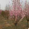 【基地直銷】紅葉碧桃樹(shù)苗批發(fā)園林景觀綠化樹(shù)紅葉碧桃價(jià)格合理