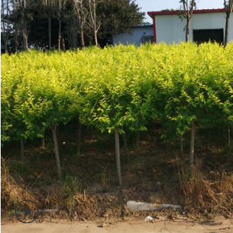 【基地直銷】金葉榆樹苗黃金榆苗黃金榆枝葉綠化苗榆樹小苗行道樹