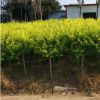 【基地直銷】金葉榆樹(shù)苗黃金榆苗黃金榆枝葉綠化苗榆樹(shù)小苗行道樹(shù)