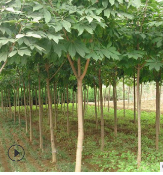 【基地直銷】風景工程苗七葉樹苗批發 苗木直桿7葉樹 園林綠化