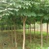 【基地直銷】風(fēng)景工程苗七葉樹(shù)苗批發(fā) 苗木直桿7葉樹(shù) 園林綠化