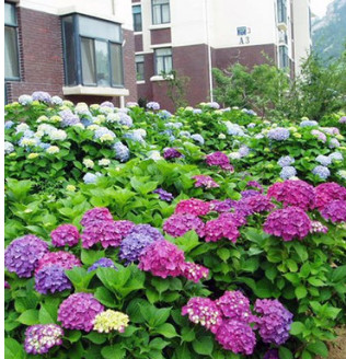 【基地供應】地被綠植盆栽八仙繡球花 別名繡球花 變色花八仙繡球