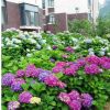 【基地供應(yīng)】地被綠植盆栽八仙繡球花 別名繡球花 變色花八仙繡球