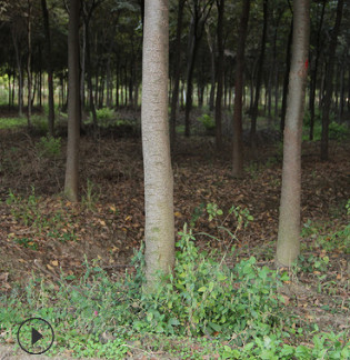 【基地直銷】紅櫸樹 紅櫸 規格齊全 耐寒耐旱櫸樹 綠化櫸樹批發