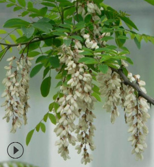 【基地直銷】洋槐花樹苗 刺槐樹苗槐樹苗槐花樹苗槐樹花可以食用