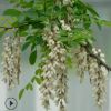 【基地直銷】洋槐花樹(shù)苗 刺槐樹(shù)苗槐樹(shù)苗槐花樹(shù)苗槐樹(shù)花可以食用