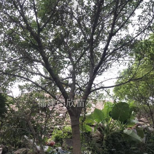 供應紅皮榕 本地榕