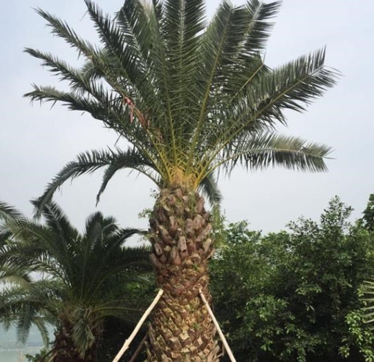 漳州地區供應加拿利海棗