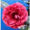紅葉貝拉/紫貝拉珍貴茶花苗庭院陽(yáng)臺(tái)花卉3年生苗高25-30cm多枝條