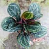 沐春花卉--批發(fā)觀葉水培小盆栽玫瑰竹芋 紅美麗竹芋 室內(nèi)觀葉植物